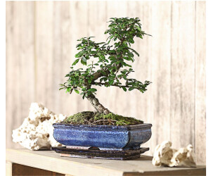 Dehner Bonsai Fukientee Carmona microphylla 35 40 cm (7977002) ab 56