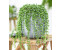 Baldur-Garten Erbsenpflanze Senecio rowleyanus