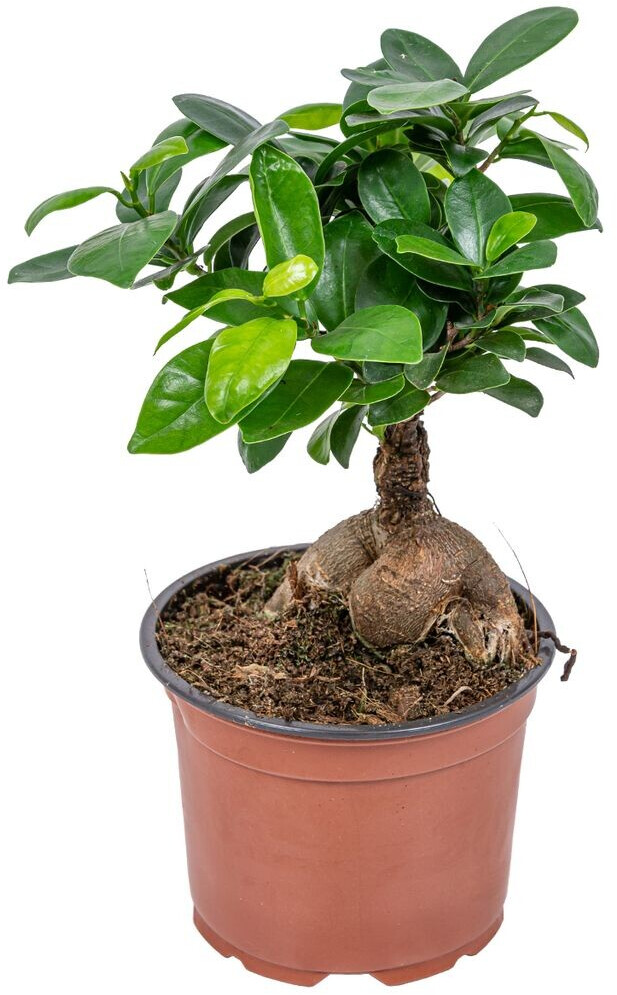 Empty Bonsai Baum Ficus Ginseng 35 cm ab 13,90 € Preisvergleich bei