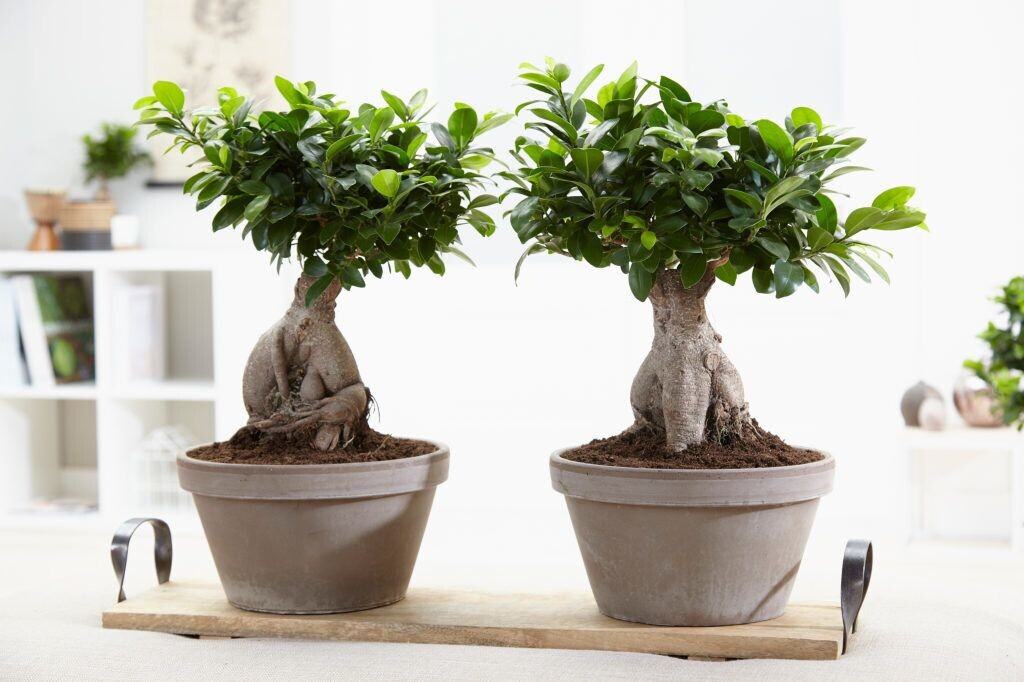 Exotenherz Bonsai Chinesische Ulme Ulmus parviflora Kugelform