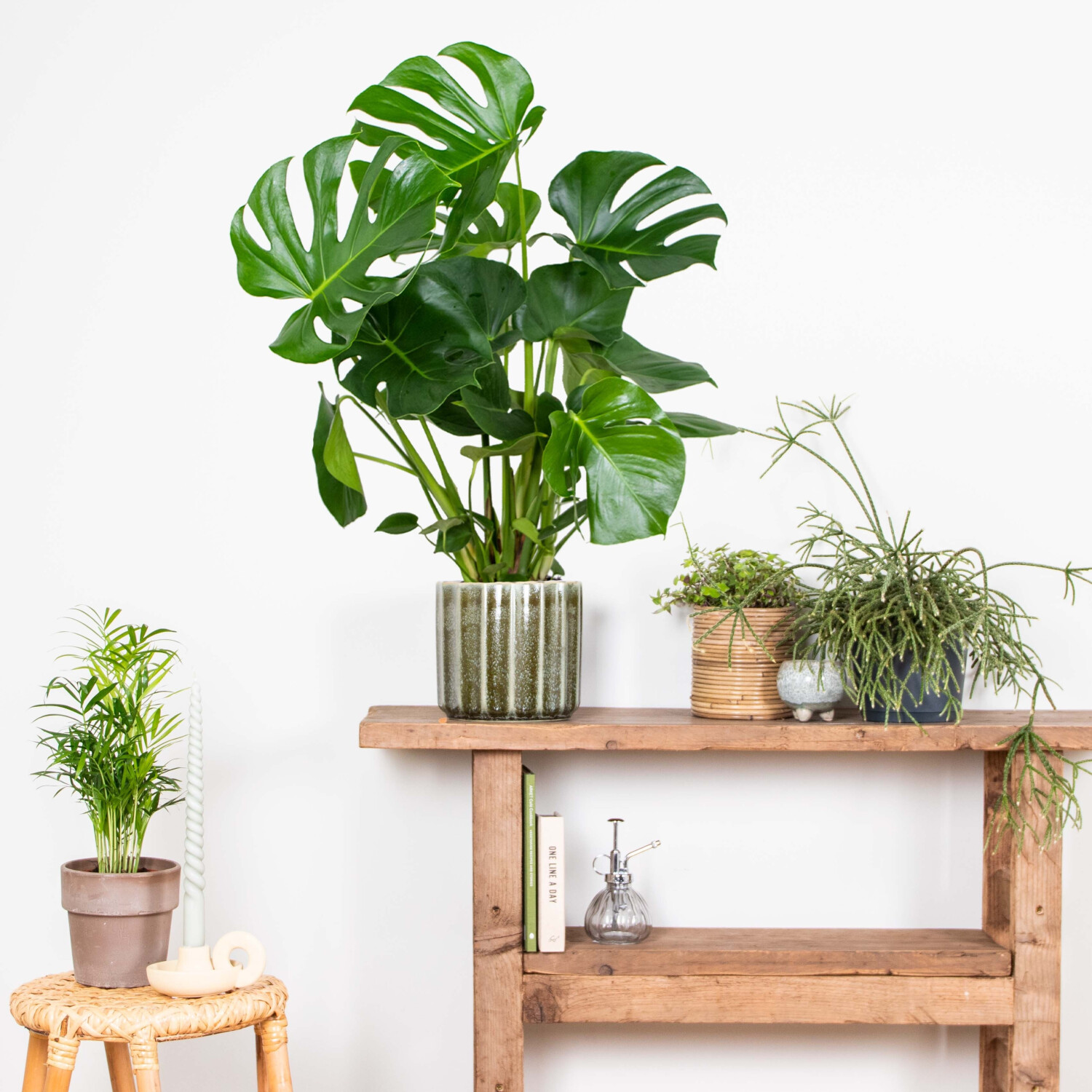 monstera standleyana Monstera Standleyana Aurea Variegated main image 1