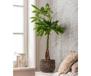 Herbie Pachira Aquatica Geldbaum ⌀12 X 25-35 Cm 2 Produktbild-Vorschau 9