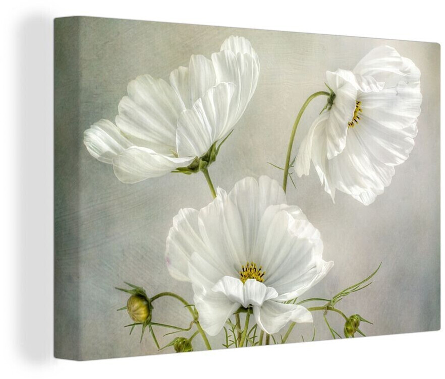 OneMillionCanvasses Blumen Stillleben Mohn Weiß Botanisch 30x20cm ab 16,95  € | Preisvergleich bei
