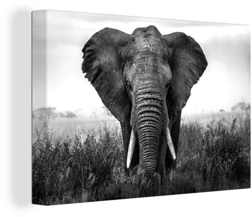 OneMillionCanvasses Afrikanischer im Gras weiß und 30x20cm Preisvergleich | im bei schwarz ab Elefant 16,95 € Serengeti-Nationalpark