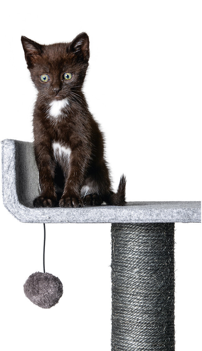 Karlie Arbre à chat
