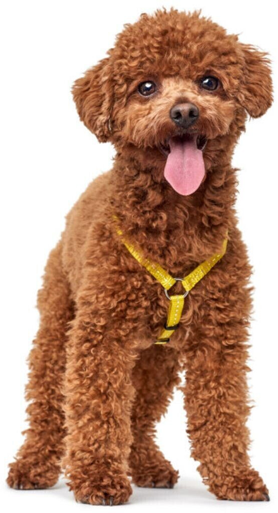 HUNTER Harnais pour chien 69211 HUNTER Harnais pour chien 69211