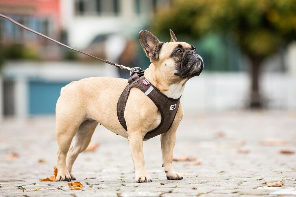 Curli Harnais pour chien brown XS Curli Harnais pour chien brown XS
