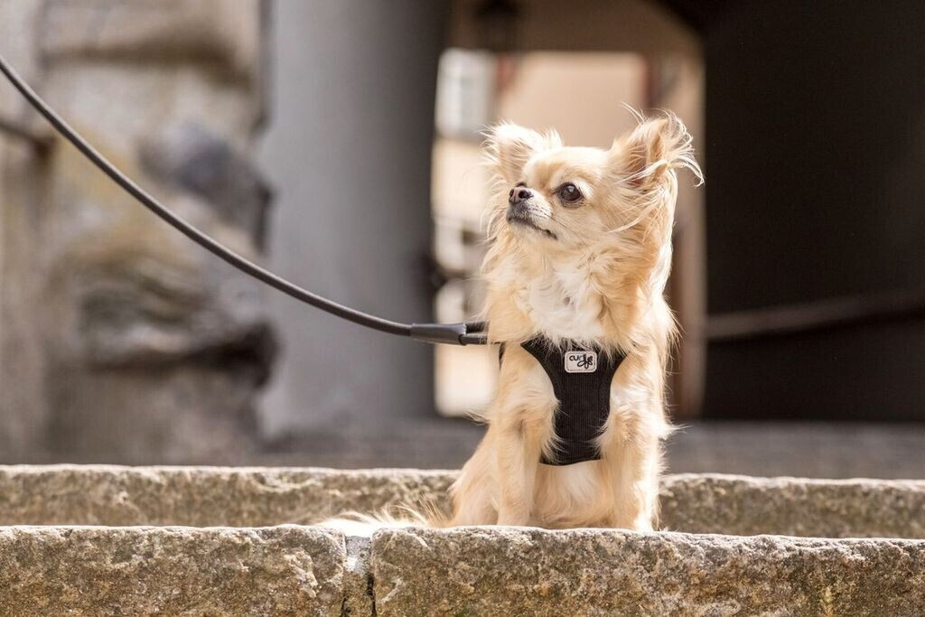Curli Harnais pour chien black M Curli Harnais pour chien black M