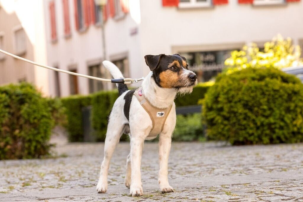 Curli Harnais pour chien tan L Curli Harnais pour chien tan L