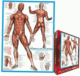 Eurographics Puzzles The Human Muscular System (1000 pieces)