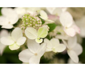 Hortensien | Pflanzen bei Preisvergleich