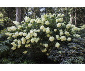 Hortensien Pflanzen | Preisvergleich bei