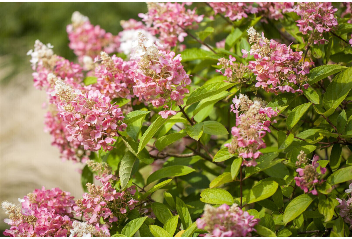 Pflanzenfürdich Hydrangea paniculata 'Pink Diamond' 5 L 4060cm ab 14