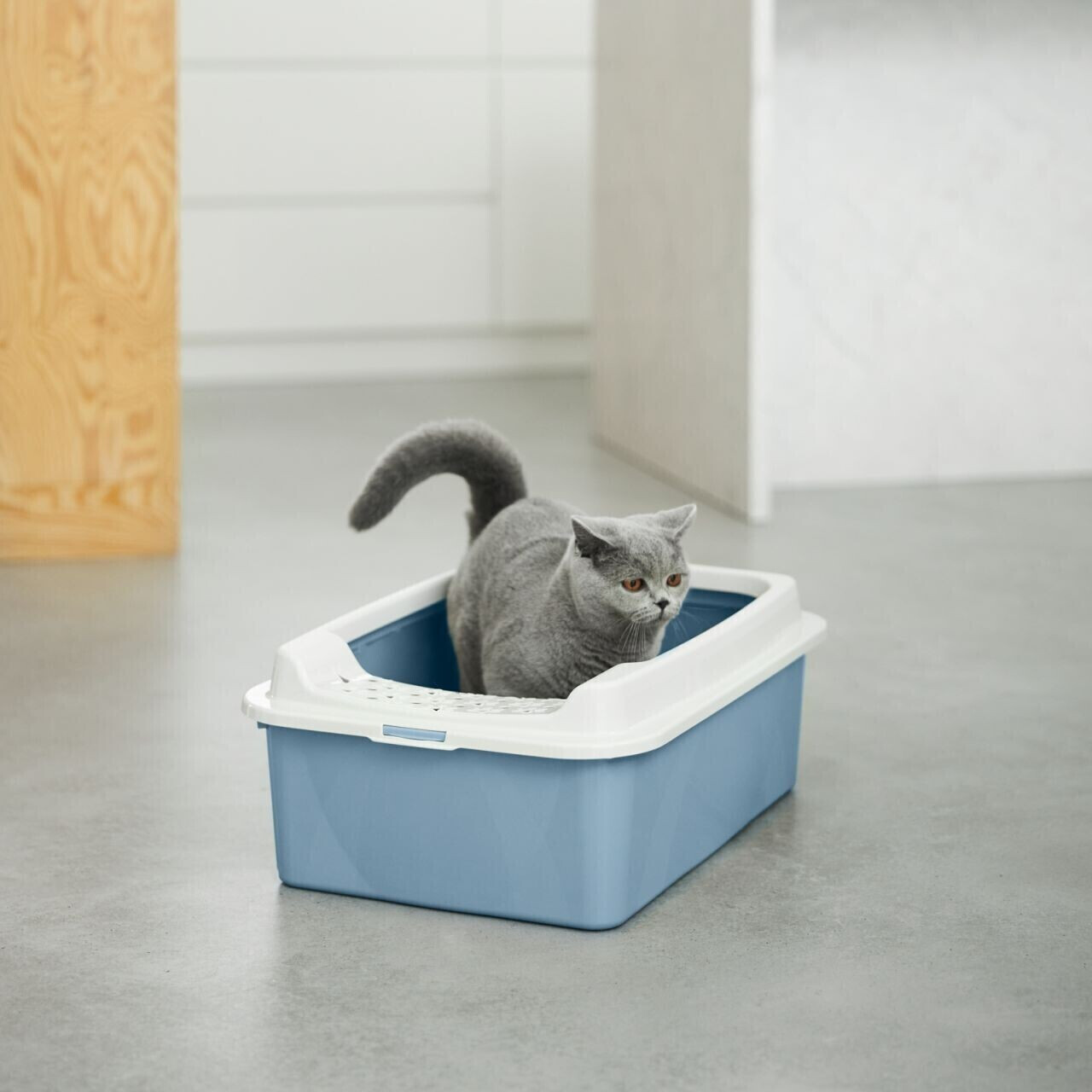 Rotho mypet Bac à litière pour chat 4004706161