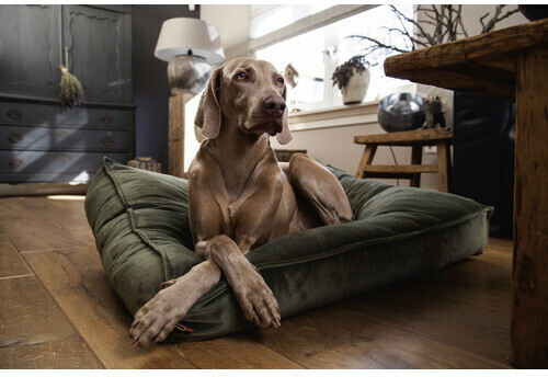 Designed by Lotte Coussin pour chien 704851 Designed by Lotte Coussin pour chien 704851