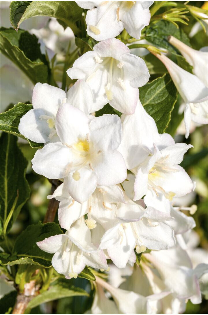 Pflanzenfürdich Weigela Snowflake C 100125 ab 9,99