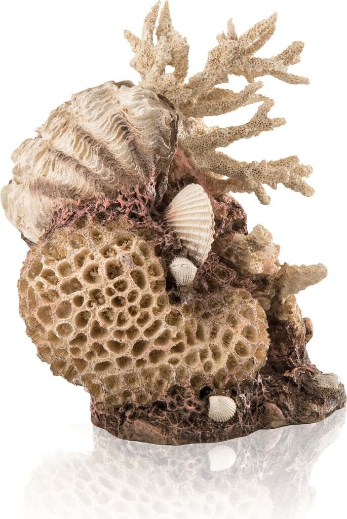 biOrb Korallen-Muschel Ornament natural (48360)