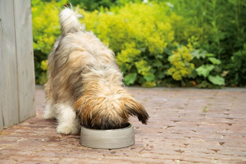 Designed by Lotte Gamelle pour chien Designed by Lotte Gamelle pour chien