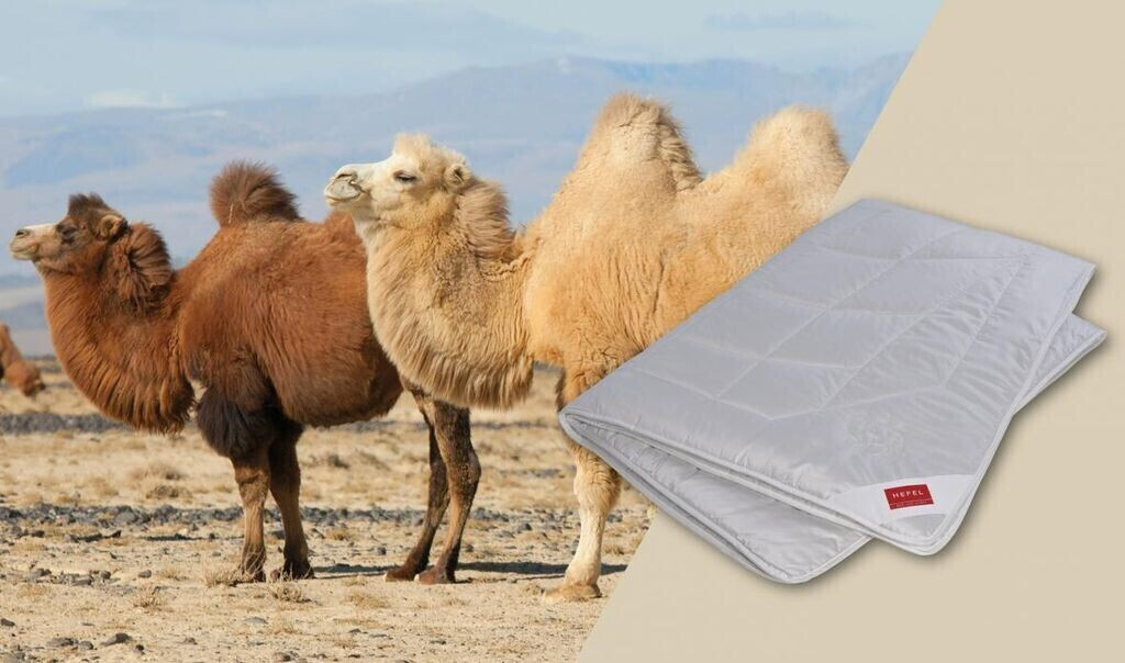 Hefel Pure Camel Ganzjahresdecke light 155 x 220 cm 250 g/m² ab 264,99 € |  Preisvergleich bei