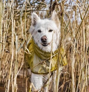 Hurtta Imperméable pour chien 934525 Hurtta Imperméable pour chien 934525