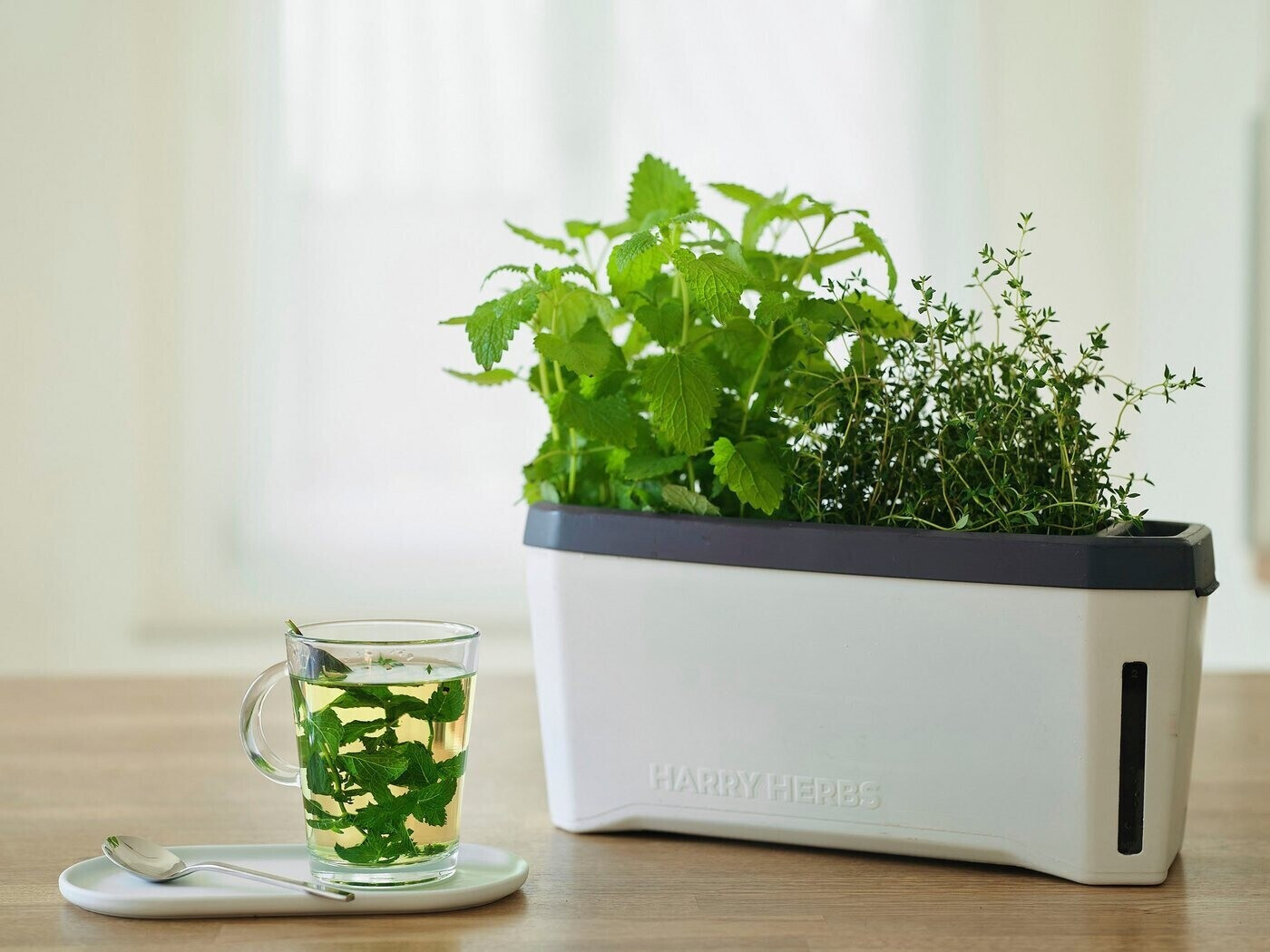 Gusta Garden Harry Herbs 4 Wasserreservoir | mit weiß bei Kräutertopf Preisvergleich in 1 € ab 25,45