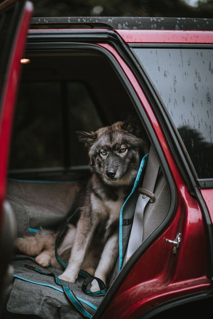 Kurgo Protection de voiture pour chien Kurgo Protection de voiture pour chien