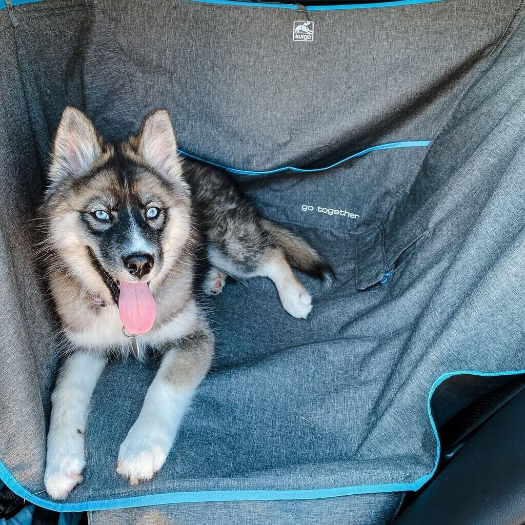 Kurgo Protection de voiture pour chien Kurgo Protection de voiture pour chien