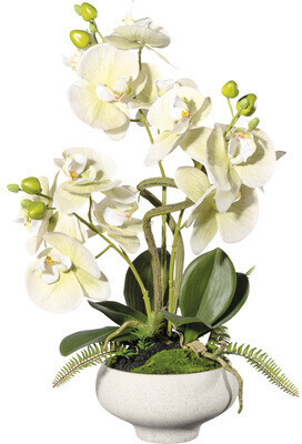 Creativ green (1722301-50) Orchidee 3-er 50cm Preisvergleich Phalaenopsis bei 41,04 € ab 