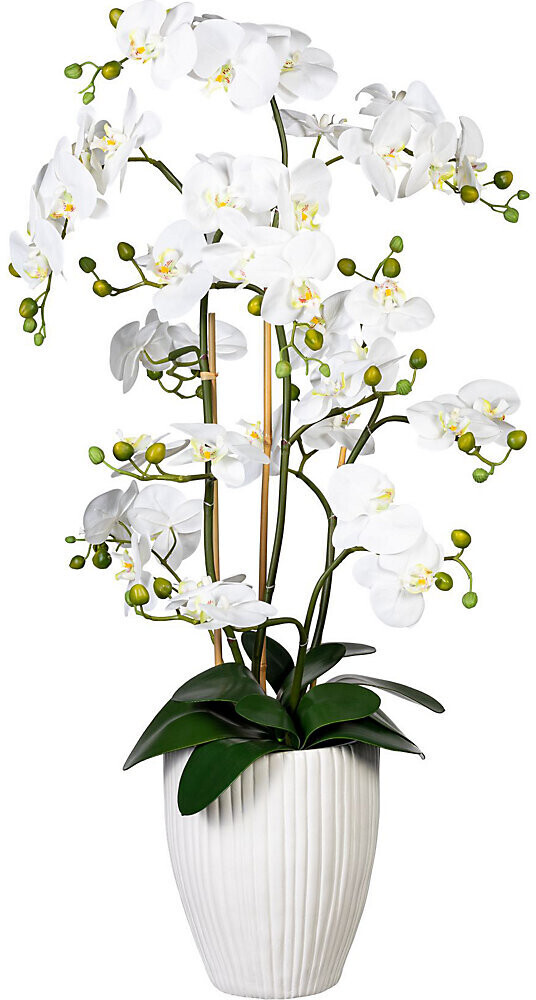 Creativ green Orchidee Phalaenopsis real touch 110 cm weiß (1721307-40) ab  157,37 € | Preisvergleich bei