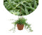 Plant In A Box Senecio peregrinus - Delfinkette 10-20cm (4233121)