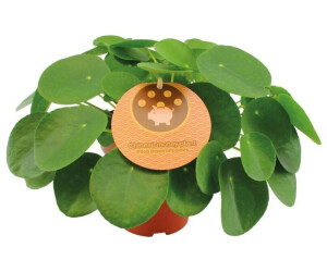 Botanicly Chinesischer Geldbaum Pilea Peperomioides 30 cm ab 36,95