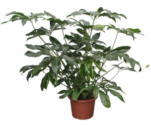 Produktbild von Philodendron White Wave 20-30 Cm | Pflegeleichte Zimmerpflanze Mit Weiß-grünen Blättern | Luftreinigend & Dekorativ