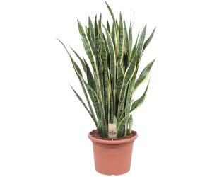 Botanicly Bogenhanf Sansevieria Laurentii 100 cm ab 263,95