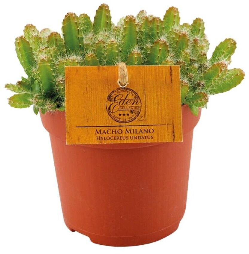 Drachenfrucht Pflanze Hylocereus Monacanthus - Pitaya Kaktus Ca. 120-140cm - Frische Früchte