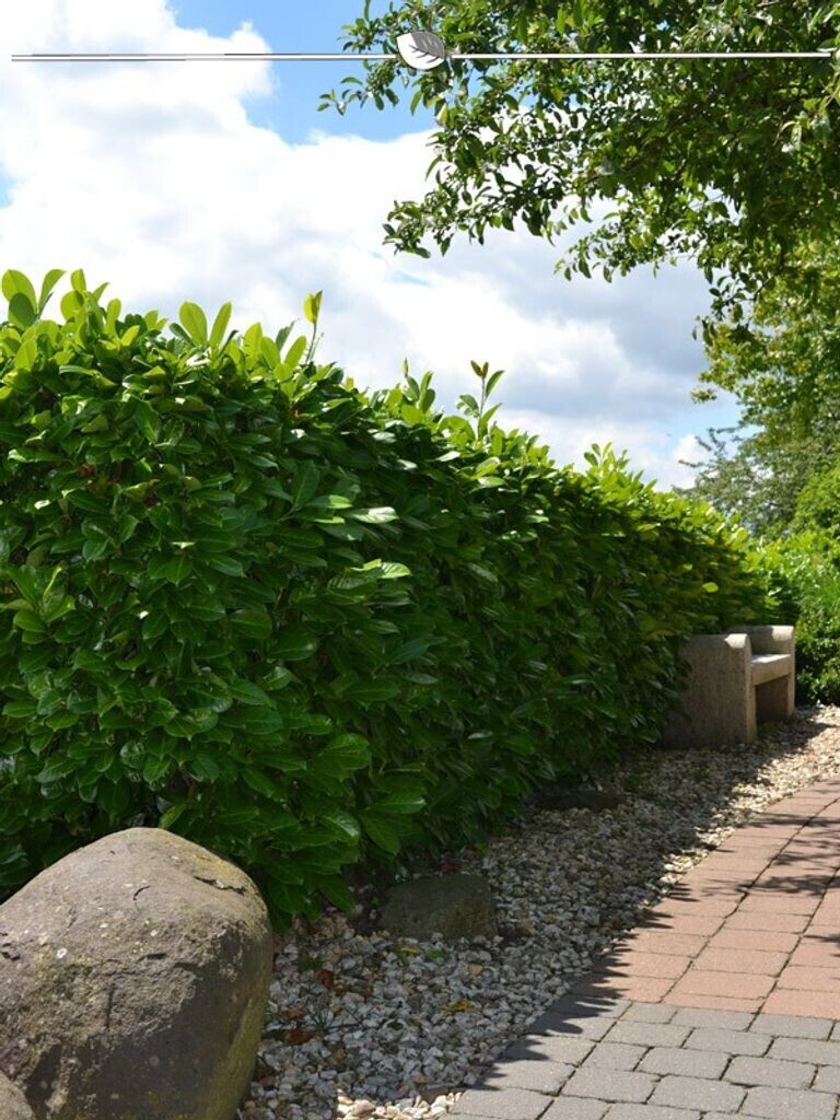 Gardline Großblättriger Kirschlorbeer Prunus Rotundifolia 160180 cm