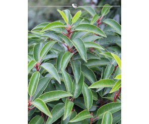 Gardline Portugiesischer Kirschlorbeer Prunus Angustifolia 140160 cm