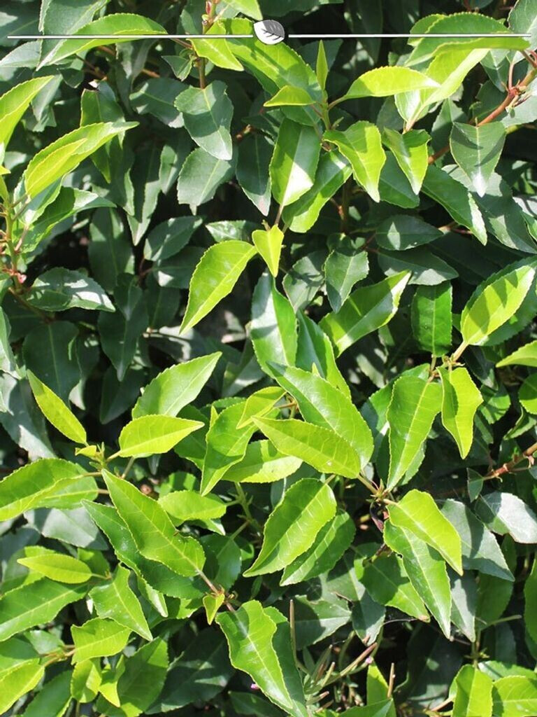 Gardline Portugiesischer Kirschlorbeer Prunus Angustifolia 180200 cm