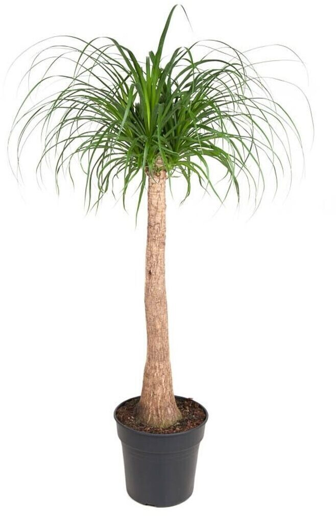 Plant In A Box Beaucarnea Recurvata Elefantenfuß 120130cm (4811321
