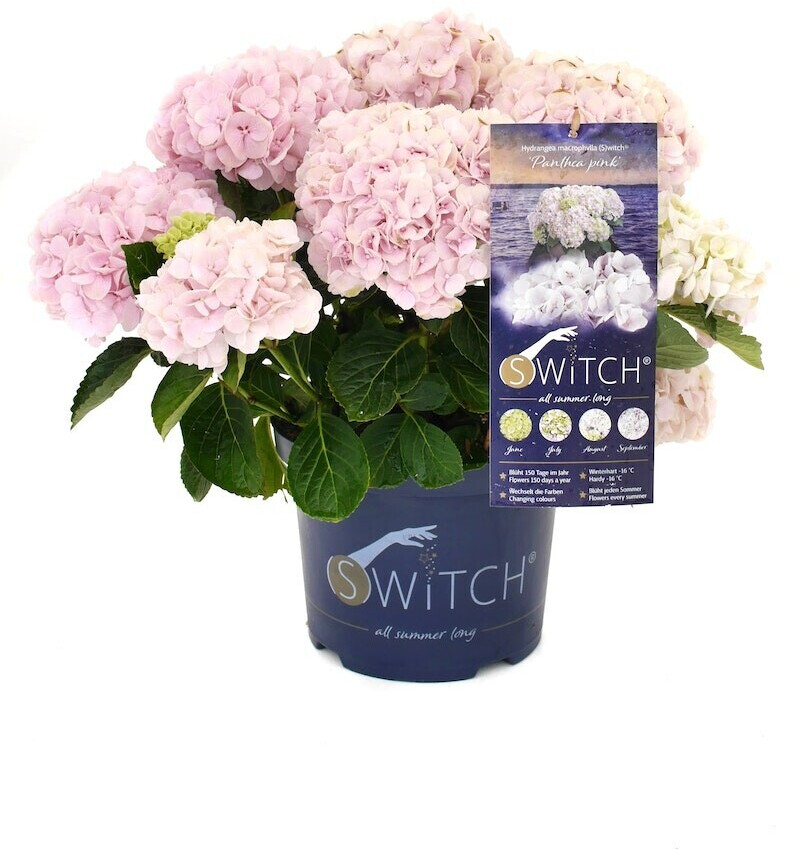 Hydrangea Switch PFS Gartenwelten Hydrangea macrophylla Switch Panthea pink (108190) ab ...