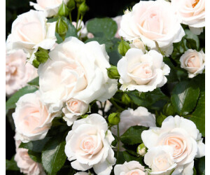 Dehner Bodendeckerrose Aspirin ab 13,49 € Preisvergleich bei idealo.de