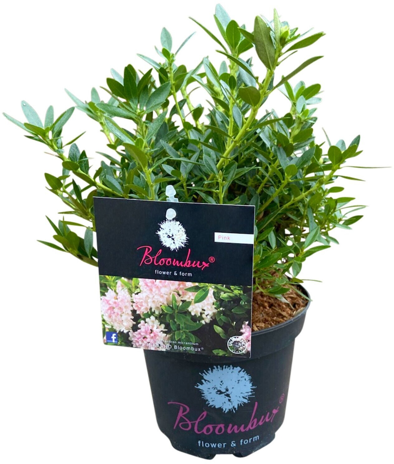 PflanzenKölle Rhododendron Bloombux Pink, Höhe 2025 cm, 6erSet ab 79