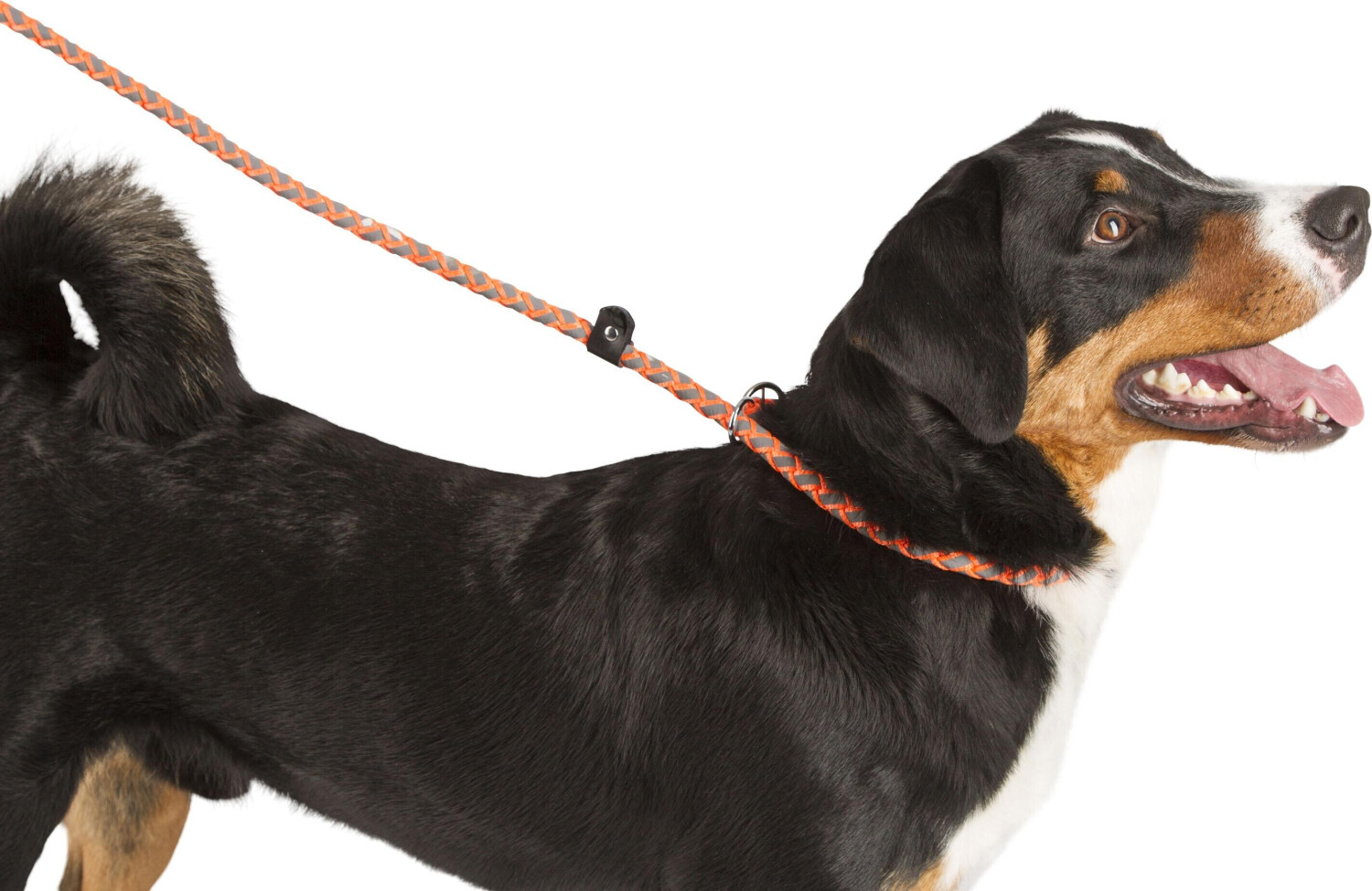 Kerbl Laisse lasso pour chien Maxi Safe Kerbl Laisse lasso pour chien Maxi Safe