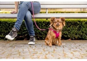 Curli Laisse classique pour chien 1.8m 10mm sun-orange Curli Laisse classique pour chien 1.8m 10mm sun-orange
