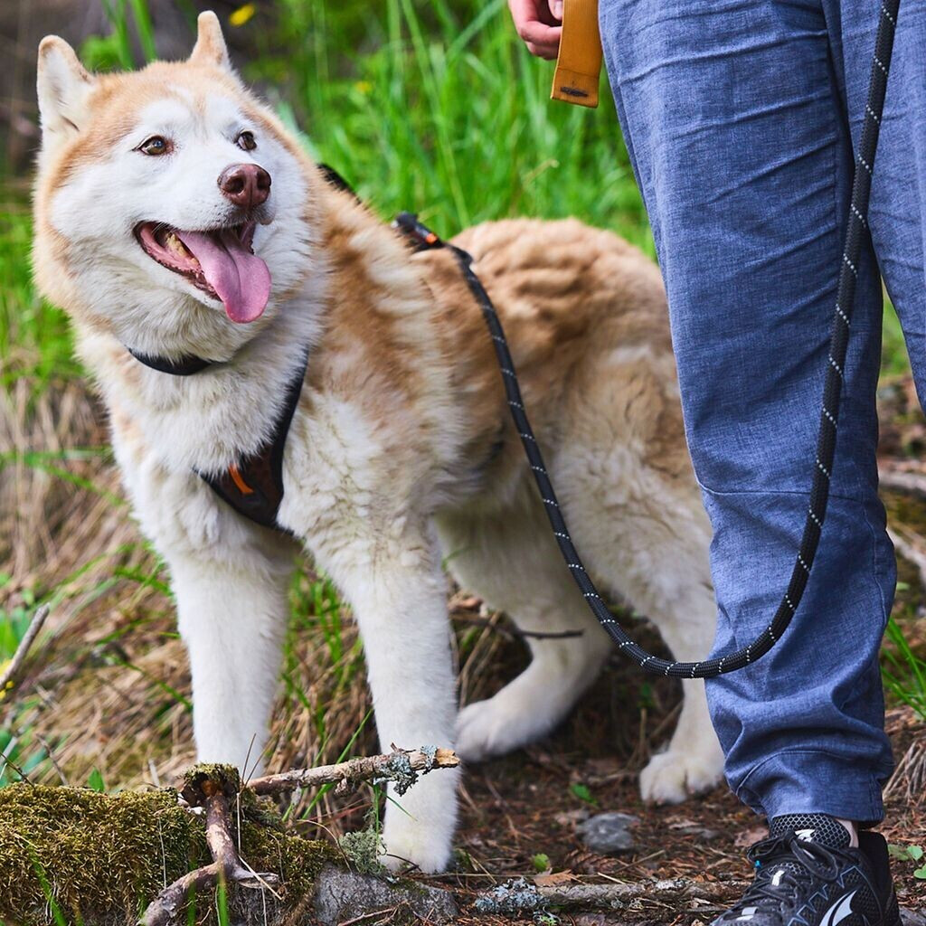 Non-stop dogwear Laisse classique pour chien 1634 Non-stop dogwear Laisse classique pour chien 1634