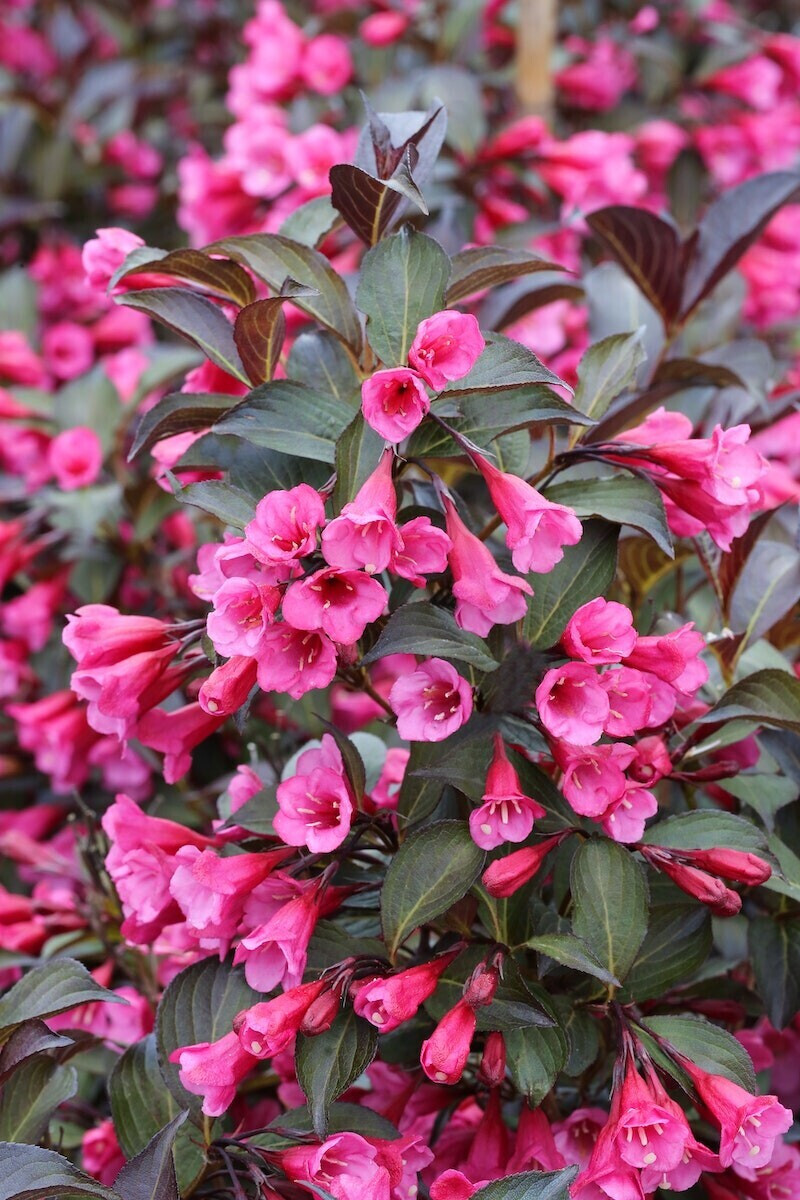 PFS Gartenwelten Weigela florida Alexandra 3040cm pink (104177) ab 25