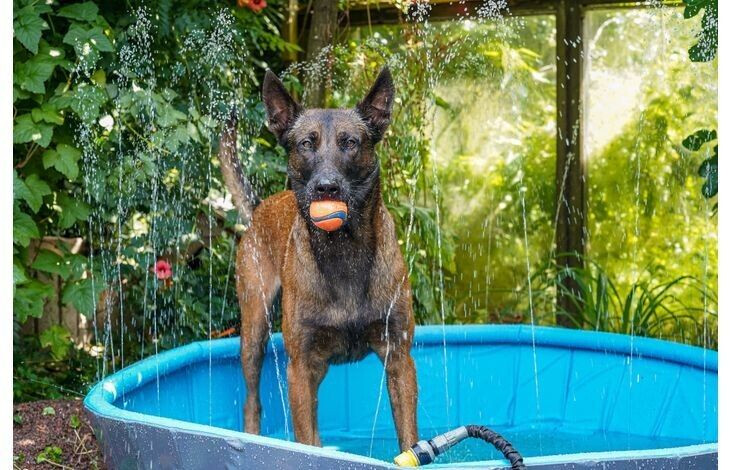 Flamingo Piscine pour chien 120x30cm Blue/Grey