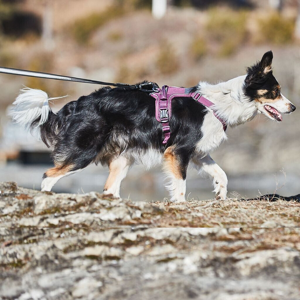 Non-stop dogwear Harnais pour chien Non-stop dogwear Harnais pour chien
