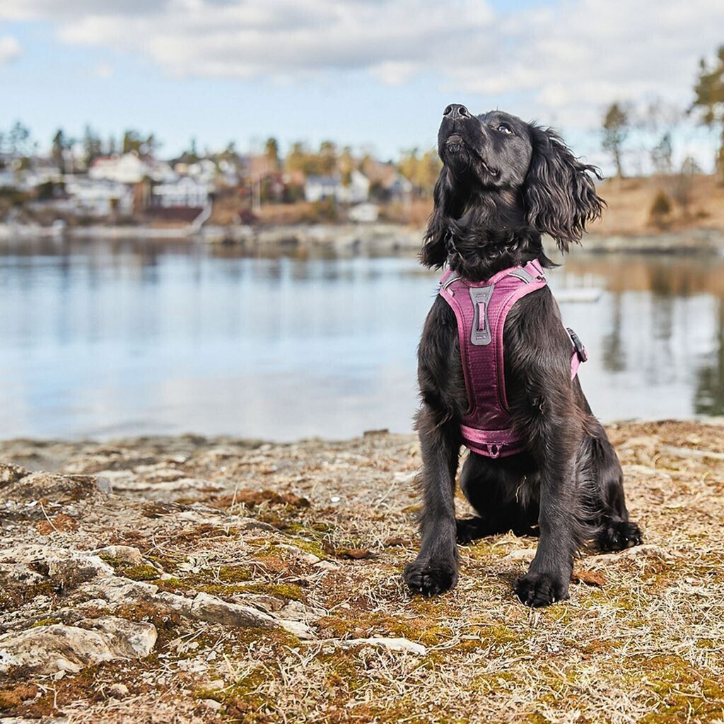 Non-stop dogwear Harnais pour chien lila Non-stop dogwear Harnais pour chien lila