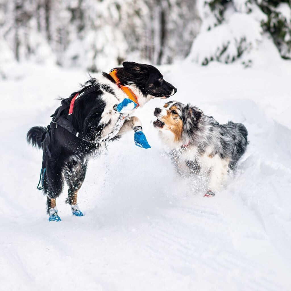 Non-stop dogwear Collier pour chien orange 55