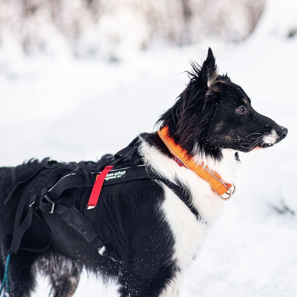 Non-stop dogwear Collier pour chien orange 55